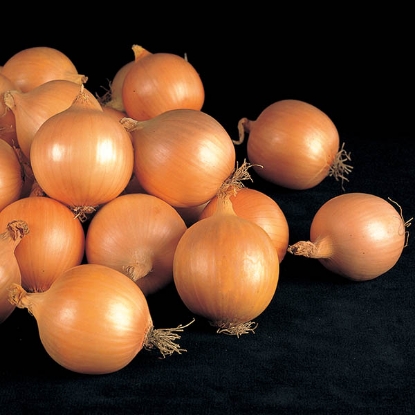 Picture of Onion Fasto F1